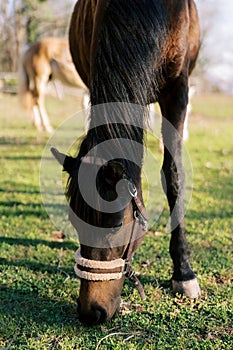 Bay horse grazes on a sunny lawn. Close-up