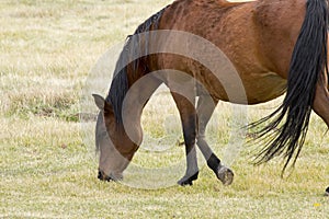 Bay Horse Grazing In Field