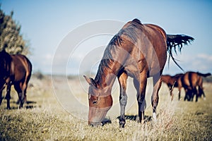 A bay horse is grazing with a herd