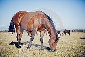 A bay horse is grazing with a herd