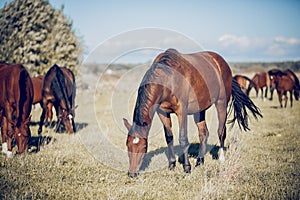 A bay horse is grazing with a herd