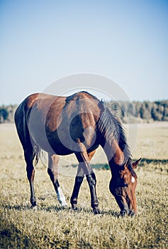 A bay horse is grazing with a herd