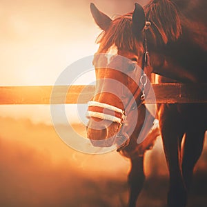 A bay horse with a halter on its muzzle, standing in a paddock on a farm, is illuminated by the rays of sunset sunlight in warm