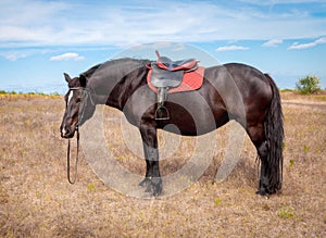 Bay horse harnessed seat