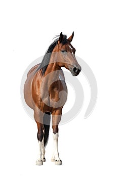 Bay horse isolated