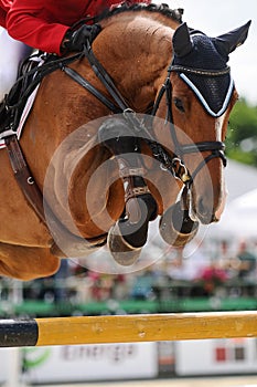 Close up of bay horse on jumping show. photo
