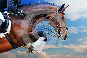 Bay horse in jumping show against blue sky