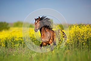 Bay horse with long mane