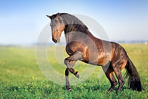 Bay horse with long mane