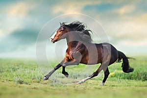 Bay Horse with long mane gallop