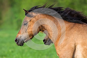 Bay horse in motion