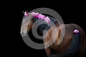 Bay horse with pink pions