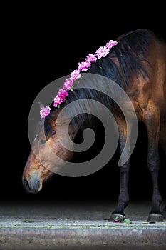 Bay horse with pink pions