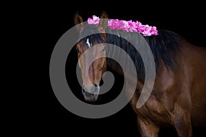 Bay horse with pink pions