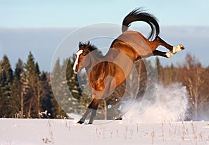 Baia un cavallo la neve 