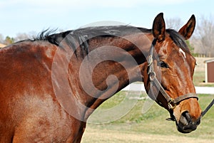 Bay Horse portrait