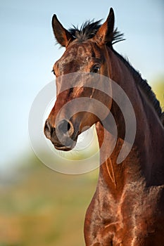 Bay horse portrait