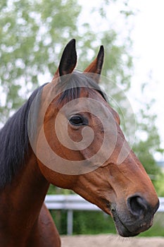 Bay horse portrait