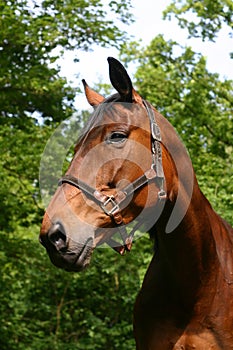 Bay horse portrait