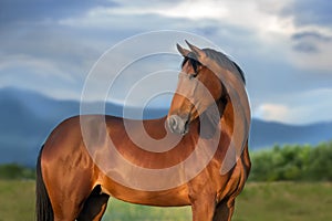 Bay horse portrait