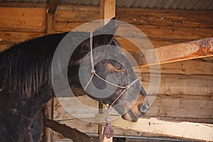 Bay horse portrait in box stall in stable