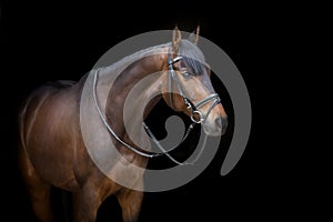 Bay horse portrait in bridle