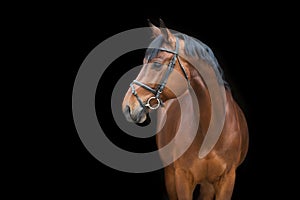 Bay horse portrait in bridle