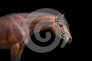 Bay horse portrait in bridle