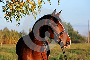 Bay horse portrait with bridle