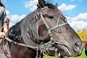 bay horse portrait. Close-up of a horse with a rider on a sunny summer day