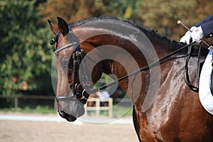 Bay horse portrait during dressage show