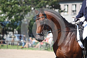 Bay horse portrait during dressage show