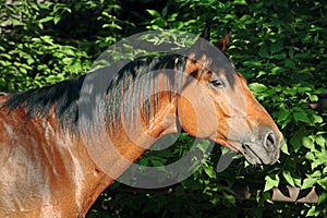 Bay horse portrait in green woods background