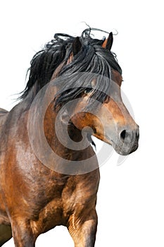 Bay horse portrait isolated