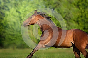 Bay horse portrait