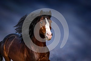 Bay horse portrait in motion