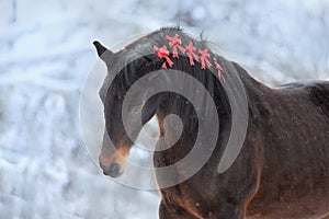 Bay horse portrait in red christmas decor