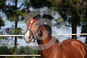 Bay horse portrait in summer