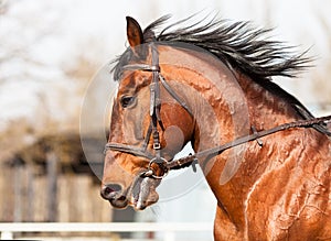 Bay horse in profile at the arena.