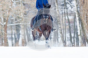 Bay horse with rider galloping on winter field