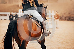 On a bay horse, a rider gallops to the barrier on an autumn day. Equestrian sports and horse riding. Show jumping competitions.