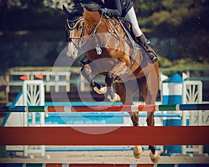 Bay horse with a rider jumping over a high barrier in equestrian jumping competitions
