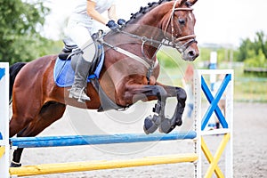 Bay horse with rider jumping over obstacle