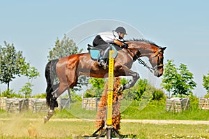 Bay horse and rider over a jump