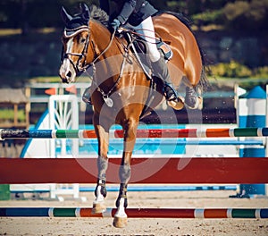 A Bay horse with a rider in the saddle jumps over a high barrier at a show jumping competition on a Sunny day