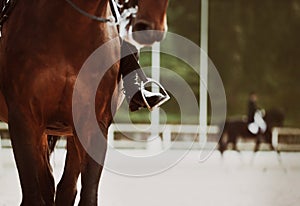 A bay horse with a rider in the saddle participates in equestrian dressage competitions. Horse riding