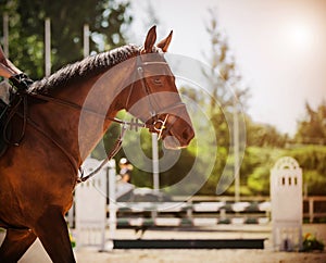 A bay horse with a rider in the saddle participates in show jumping competitions on a summer sunny day. Equestrian sports. Horse