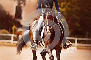 A bay horse with a rider in the saddle is trotting at a dressage competition on a summer day. Equestrian sports and horse riding