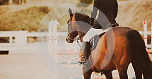 A bay horse with a rider in the saddle, which approaches the barrier for racing. Equestrian sports and horse riding. Show jumping