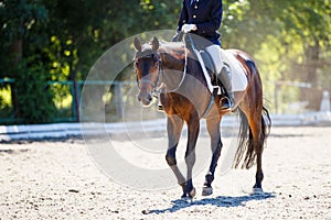 Bay horse with rider walking on dressage contest